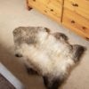 Lambland British Sheepskins | British Premium Light Shade Rarebreed Sheepskin Rug